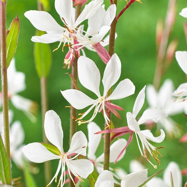 Roots Plants Perennials Gaura 'Whirling Butterflies' 3 Roots Plants Perennials Gaura 'Whirling Butterflies'