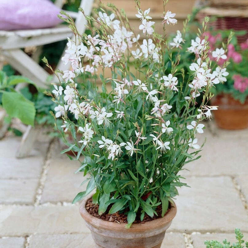 Roots Plants Perennials Gaura 'Whirling Butterflies' 4 Roots Plants Perennials Gaura 'Whirling Butterflies'