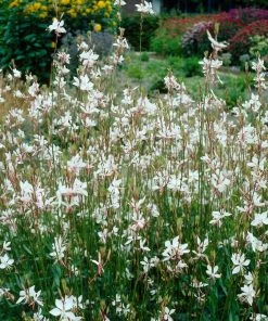 Roots Plants Perennials Gaura 'Whirling Butterflies' 7 Roots Plants Perennials Gaura 'Whirling Butterflies'