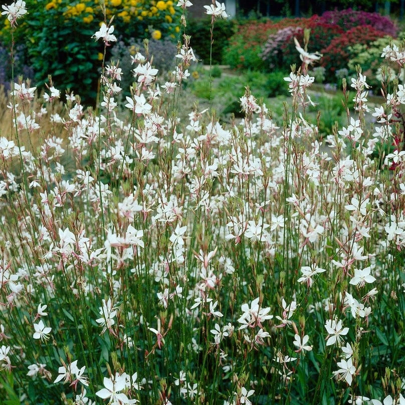 Roots Plants Perennials Gaura 'Whirling Butterflies' 5 Roots Plants Perennials Gaura 'Whirling Butterflies'
