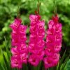 Roots Plants Perennials Gladioli 'Fidelio'