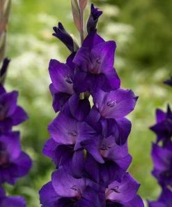 Roots Plants Gladioli 'Purple Flora' Perennials 7 Roots Plants Gladioli 'Purple Flora' Perennials