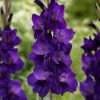 Roots Plants Gladioli 'Purple Flora' Perennials