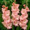 Roots Plants Gladioli 'Rose Supreme' Perennials 2 Roots Plants Gladioli 'Rose Supreme' Perennials