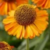 Roots Plants Helenium 'Short N Sassy' 1 Roots Plants Helenium 'Short N Sassy'
