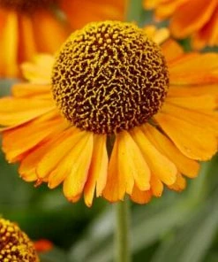 Roots Plants Helenium'Short N Sassy'