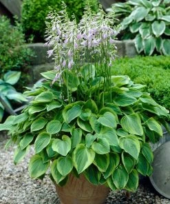 Roots Plants Hosta 'Gold Tiara'