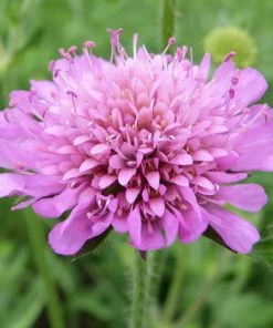 Roots Plants Perennials Knautia 'Melton Pastels'