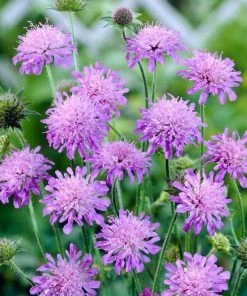 Roots Plants Perennials Knautia 'Melton Pastels'