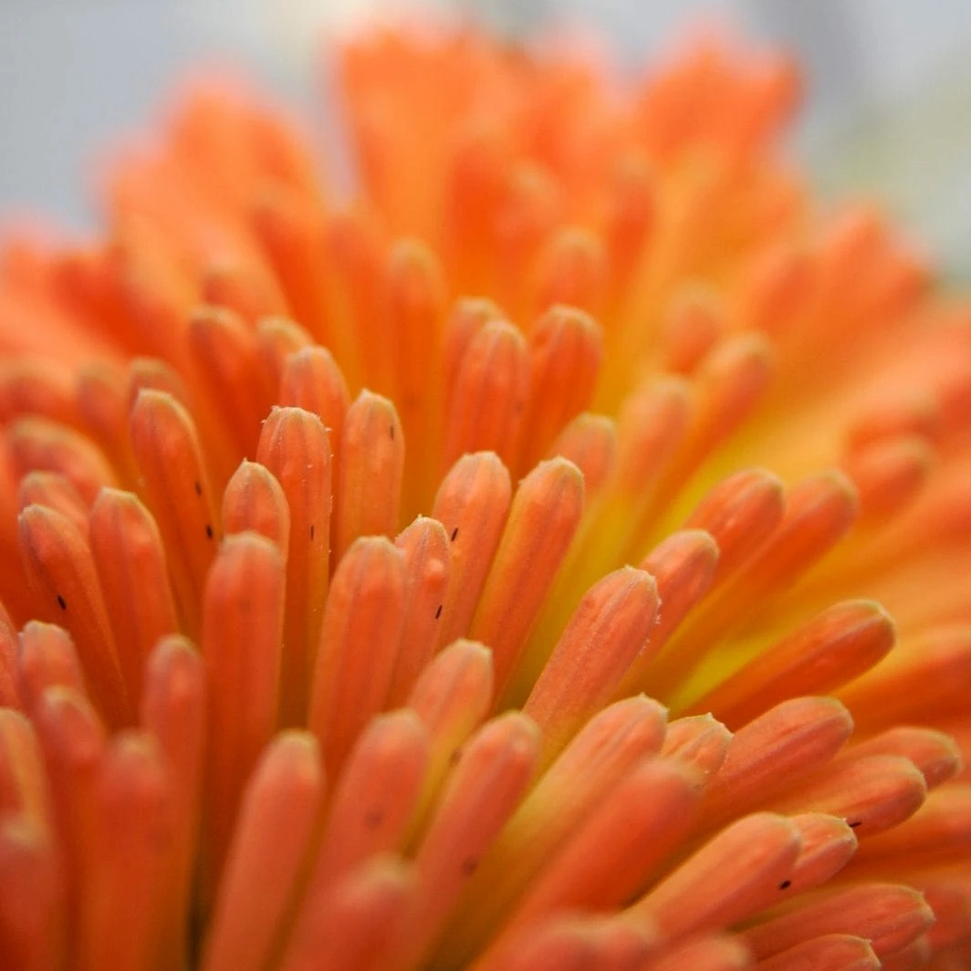 Roots Plants Kniphofia 'Pyromania Orange Blaze' Perennials 6 Roots Plants Kniphofia 'Pyromania Orange Blaze' Perennials