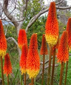 Roots Plants Perennials Kniphofia 'Pyromania Rocket's Red Glare'