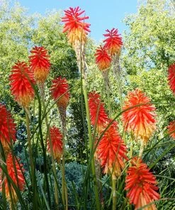 Roots Plants Perennials Kniphofia 'Pyromania Rocket's Red Glare'