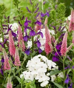 Roots Plants Lobelia 'Starship Blue' 7 Roots Plants Lobelia 'Starship Blue'