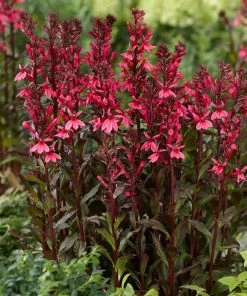 Roots Plants Perennials Lobelia 'Starship Rose'