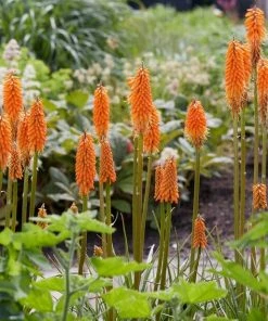 Roots Plants Kniphofia 'Pyromania Orange Blaze' Perennials 13 Roots Plants Kniphofia 'Pyromania Orange Blaze' Perennials