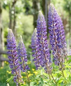 Roots Plants Perennials Lupin 'Blue'