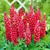 Roots Plants Lupin 'Red' Perennials
