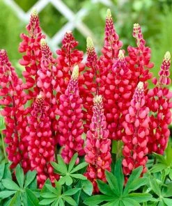 Roots Plants Lupin 'Red' Perennials
