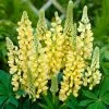 Roots Plants Perennials Lupin 'Yellow' 2 Roots Plants Perennials Lupin 'Yellow'