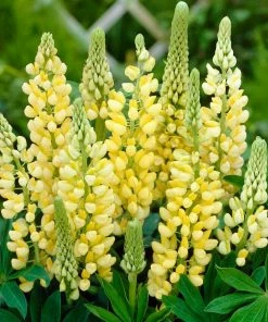 Roots Plants Perennials Lupin 'Yellow'