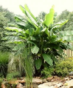 Roots Plants Musa 'basjoo'