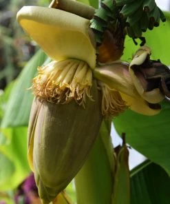 Roots Plants Musa 'basjoo'