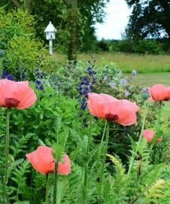 Roots Plants Cottage Garden Plants Collection 18 Roots Plants Cottage Garden Plants Collection
