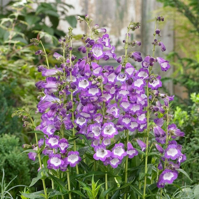 Roots Plants Perennials Penstemon 'Pensham Czar' 4 Roots Plants Perennials Penstemon 'Pensham Czar'