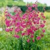 Roots Plants Penstemon 'Pensham Just Jayne' Perennials 1 Roots Plants Penstemon 'Pensham Just Jayne' Perennials