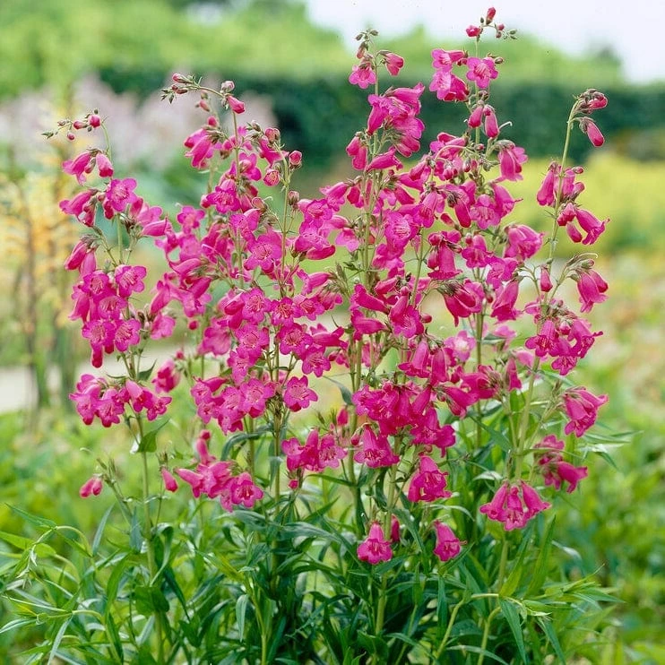 Roots Plants Penstemon 'Pensham Just Jayne' Perennials 3 Roots Plants Penstemon 'Pensham Just Jayne' Perennials