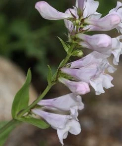 Roots Plants Penstemon 'Pensham Wedding Day' Perennials 7 Roots Plants Penstemon 'Pensham Wedding Day' Perennials