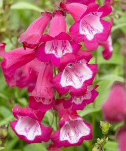 Roots Plants Penstemon 'Phoenix Magenta'