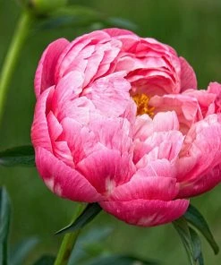 Roots Plants Peony 'Coral Charm'