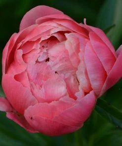 Roots Plants Peony 'Coral Charm'