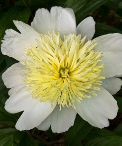 Roots Plants Perennials Peony 'Honey Gold'