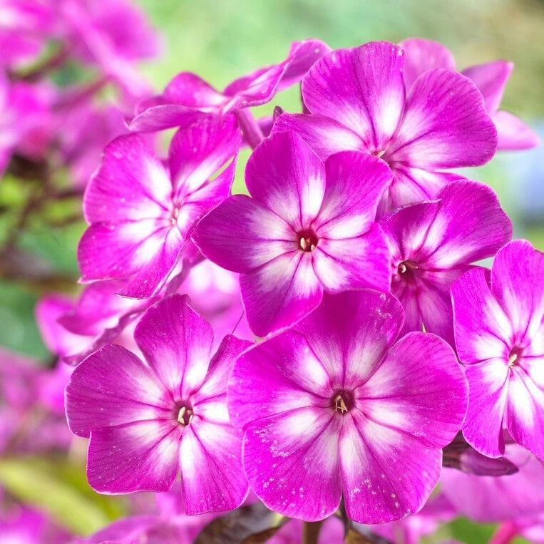 Roots Plants Phlox 'Famous Purple' Perennials 4 Roots Plants Phlox 'Famous Purple' Perennials