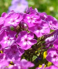 Roots Plants Phlox'Famous Purple' Perennials