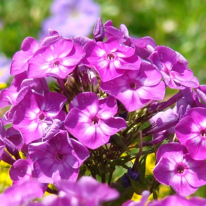Roots Plants Phlox 'Famous Purple' Perennials 3 Roots Plants Phlox 'Famous Purple' Perennials