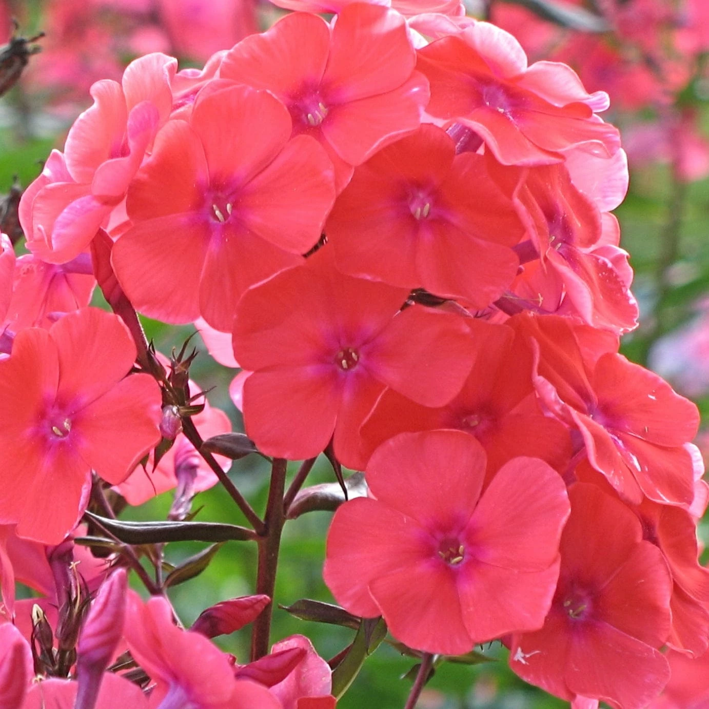 Roots Plants Phlox 'Sweet Summer Orange Rose' Perennials 5 Roots Plants Phlox 'Sweet Summer Orange Rose' Perennials