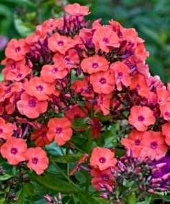 Roots Plants Phlox 'Sweet Summer Orange Rose' Perennials