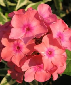 Roots Plants Phlox 'Sweet Summer Orange Rose' Perennials