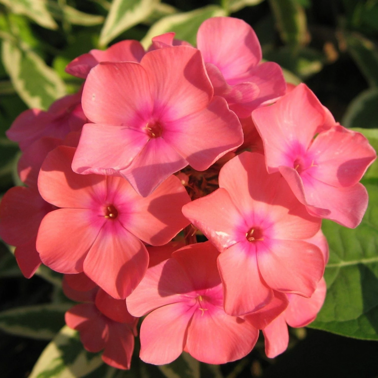 Roots Plants Phlox 'Sweet Summer Orange Rose' Perennials 3 Roots Plants Phlox 'Sweet Summer Orange Rose' Perennials