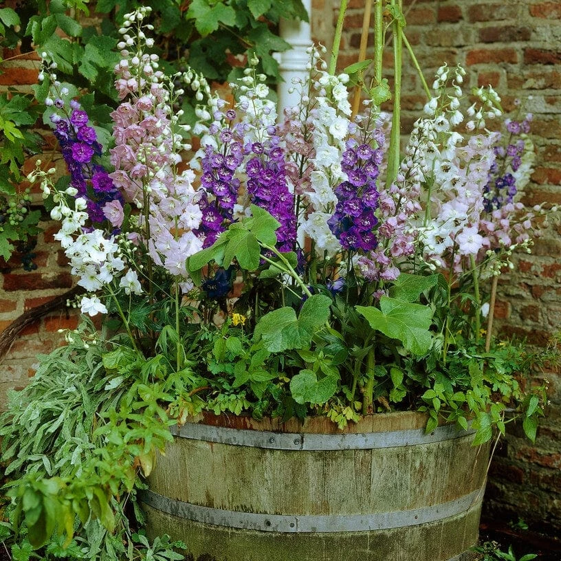 Roots Plants Cottage Garden Plants Collection 7 Roots Plants Cottage Garden Plants Collection