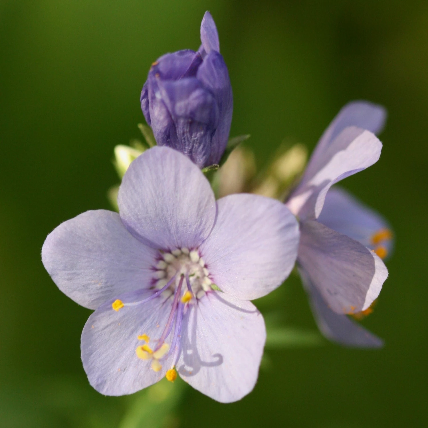Roots Plants Polemonium 'Bressingham Purple' Perennials 4 Roots Plants Polemonium 'Bressingham Purple' Perennials