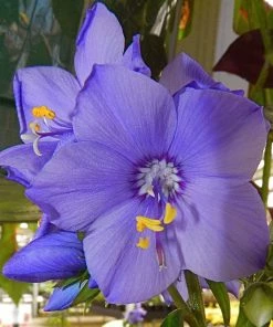 Roots Plants Polemonium 'Bressingham Purple' Perennials