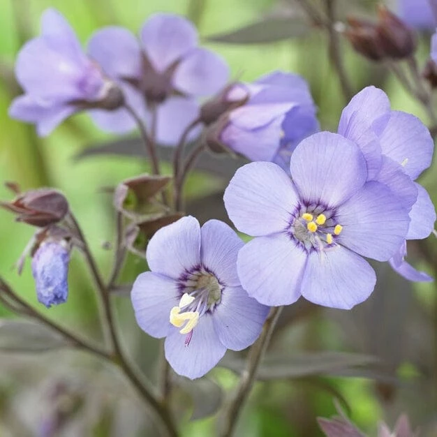 Roots Plants Polemonium 'Heaven Scent' 3 Roots Plants Polemonium 'Heaven Scent'