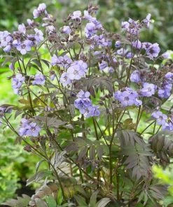 Roots Plants Polemonium 'Heaven Scent' 7 Roots Plants Polemonium 'Heaven Scent'