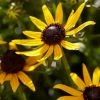 Roots Plants Rudbeckia 'Little Goldstar' Perennials