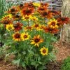 Roots Plants Perennials Rudbeckia 'Summerina Orange'