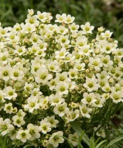 Roots Plants Saxifraga'Touran Limegreen'